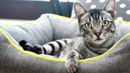 Cozy Cat in Comforting Bed wallpaper
