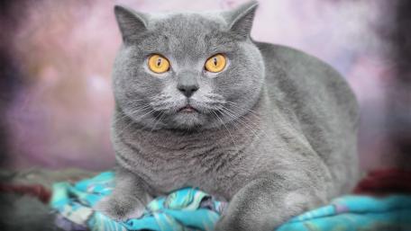 Majestic Grey Cat with Striking Eyes wallpaper