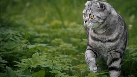 Majestic Cat Exploring the Greenery wallpaper