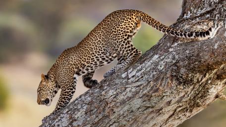 Graceful Leopard Climbing a Tree Amidst Nature's Beauty wallpaper