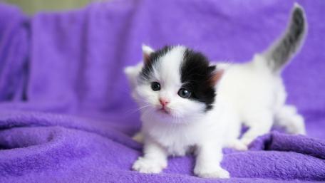 Fluffy Kitten on Soft Purple Blanket wallpaper