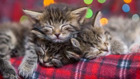 Cozy Kittens Sleeping Together wallpaper