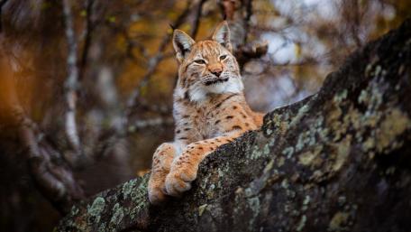 Majestic Lynx in the Wild wallpaper
