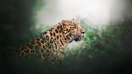 Majestic Leopard in Its Natural Habitat wallpaper