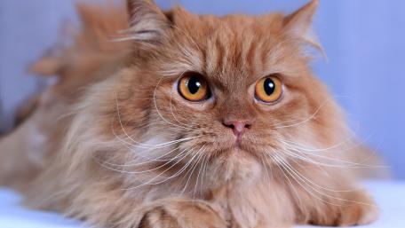 Majestic Ginger Cat with Captivating Eyes wallpaper