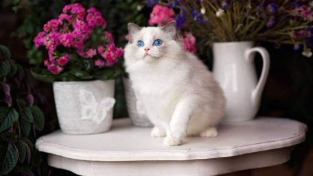 Whimsical Cat Amidst Colorful Flowers wallpaper