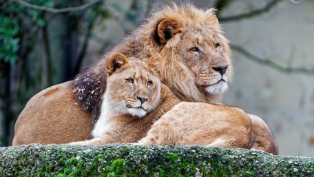 Majestic Lions in Serenity wallpaper