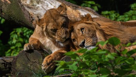 Majestic Lions in a Serene Setting wallpaper