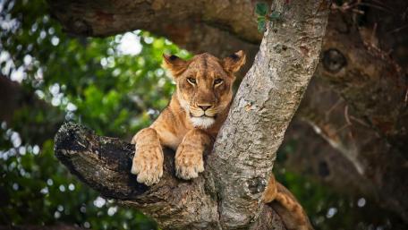 Majestic Lioness Resting on a Tree Branch wallpaper
