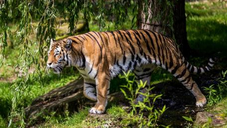 Majestic Tiger in Serene Wilderness wallpaper