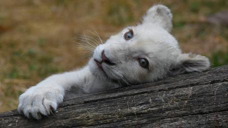 Cute White Lion Cub Relaxing on a Log wallpaper