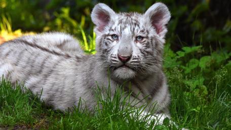 Majestic White Tiger Cub Relaxing in Nature wallpaper