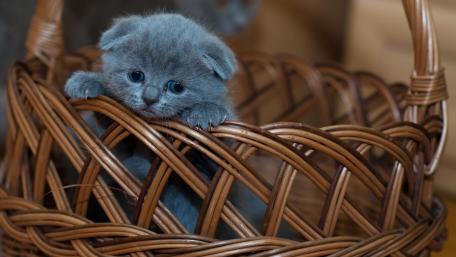 cute wallpaper
