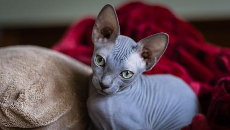 Elegant Sphynx Cat in Cozy Setting wallpaper