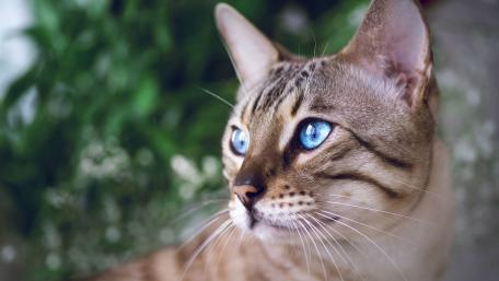 Gorgeous Cat with Striking Blue Eyes wallpaper