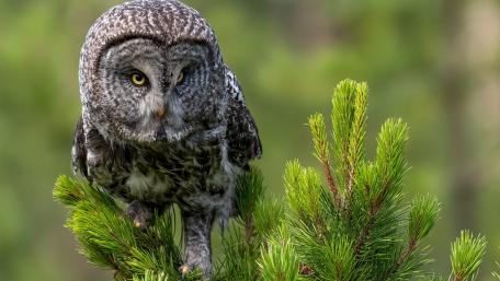 Majestic Owl Perched in Nature's Embrace wallpaper