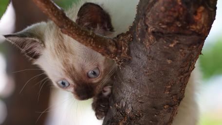Curious Kitten Climbing a Tree wallpaper