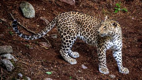 Majestic Leopard in Its Natural Habitat wallpaper