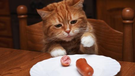 Curious Cat Eyeing Delicious Treats wallpaper