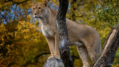Majestic Lioness in Autumn Nature Scene wallpaper