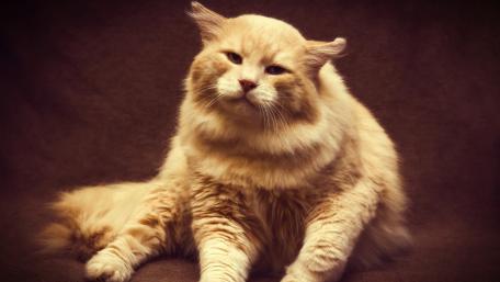 Fluffy Golden Cat in a Cozy Pose wallpaper