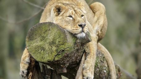 Majestic Lioness Relaxing on a Log wallpaper