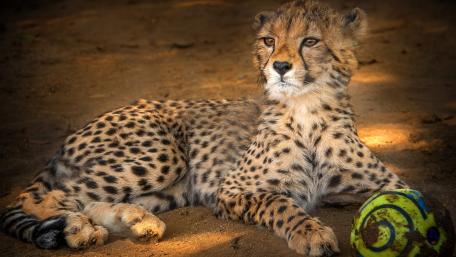 Majestic Cheetah Relaxing in Nature wallpaper
