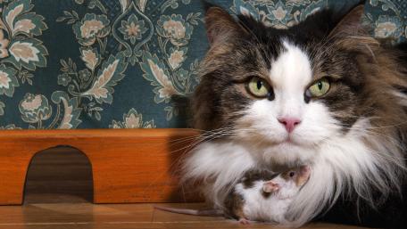 Feline Friends in a Quirky Encounter wallpaper