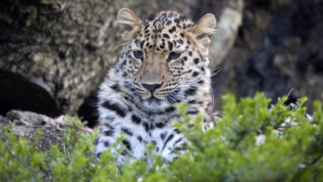 Majestic Leopard in Nature's Embrace wallpaper