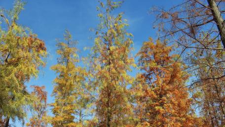 Late autumn wallpaper