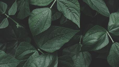 Plants wallpaper