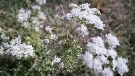 Delicate White Wildflowers in Bloom wallpaper