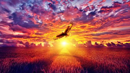 Majestic Eagle at Sunset wallpaper