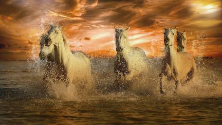 Majestic White Horses at Sunset Running Free wallpaper