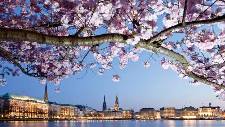 Hamburg cherry blossom festival wallpaper