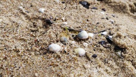 Shells on the Baltic Sea wallpaper