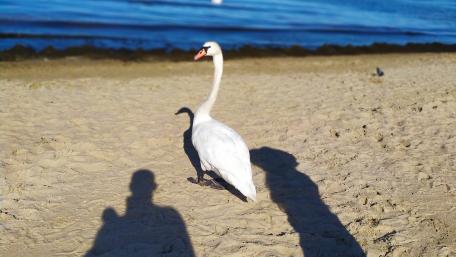 A beautiful swan in Sopot wallpaper