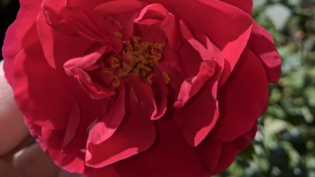 Vibrant Red Blossom in Close-Up wallpaper