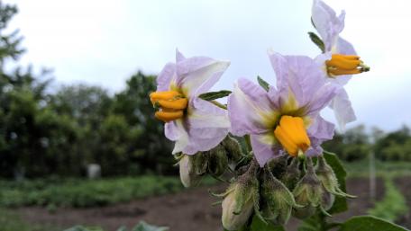 Delicate Purple and Yellow Blossoms in Nature's Embrace wallpaper