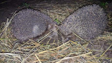 Hedgehogs Snuggling Together in Nature's Embrace wallpaper