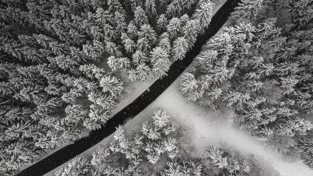 Winter Road Through a Monochrome Forest View wallpaper
