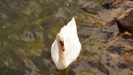 Swan father is careful wallpaper