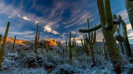 Snowy Saguaro Cactus at the Sonoran Desert wallpaper