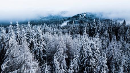 Majestic Winter Forest Scene in 4K Quality wallpaper