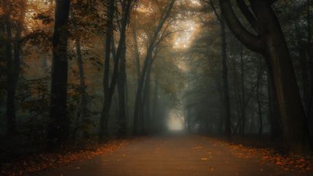 Autumn Serenity on a Misty Road in the Forest wallpaper