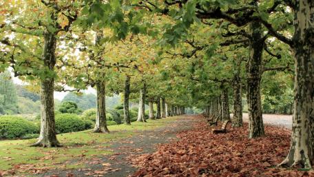 Autumn Serenity in the Park wallpaper