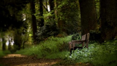 Serene Forest Bench Oasis wallpaper