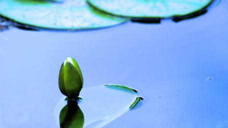 Water lily bud wallpaper