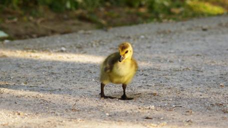 Goose chick go astray wallpaper