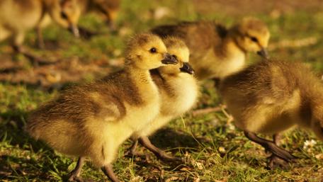 Goslings wallpaper